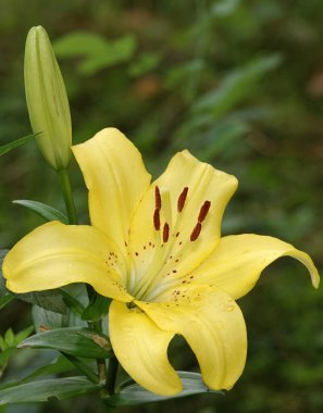 Farklı renklerde zambak çiçeği