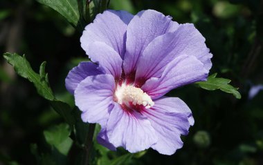 Hibiscus bahçesi çiçeği ya da büyük ve güzel çiçekli Çin gülü.