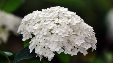 Ortanca çiçekleri. Yakından güzel ve narin.