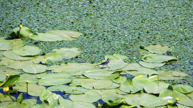 Sahilde yaprakları ve bataklık çamuru olan durgun nehir.