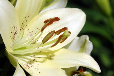 Çiçek zambağı farklı renklerde.