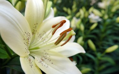 Çiçek zambağı farklı renklerde.