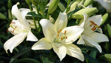 Çiçek zambağı farklı renklerde.