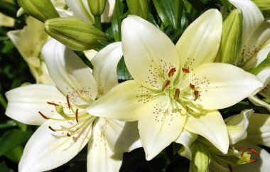 Çiçek zambağı farklı renklerde.