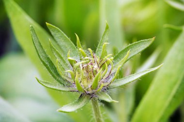 Ayçiçeği Çiçekleri - Helianthus Annuus yakın plan