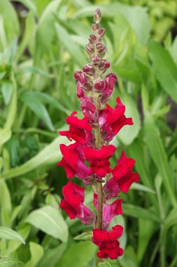 Aslanağzı çiçekleri - Antirrhinum majus çok narin ve güzel