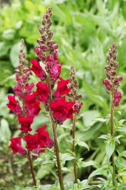 Aslanağzı çiçekleri - Antirrhinum majus çok narin ve güzel