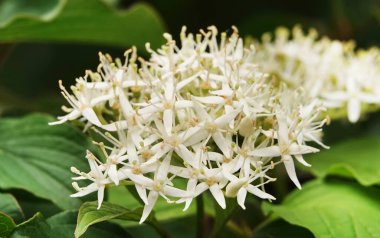 Çiçekler Yapar, Domuz - Cornus Çok narin ve güzel