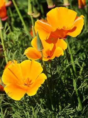 Escholzia California çiçekleri çok narin ve güzel.
