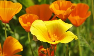 Escholzia California çiçekleri çok narin ve güzel.