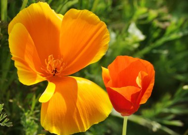 Escholzia California çiçekleri çok narin ve güzel.