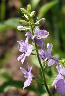 Sokirki tarlasının çiçekleri çok narin ve güzeldir.