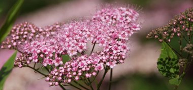 Japon Spirea çalıları baharda büyük küçük çiçek kümeleriyle çiçek açar.