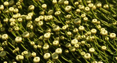 Santolin Çiçekleri Razmorinolisten ve Zarif yakın plan çok narin ve güzel