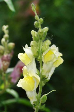 Çiçekler Rotiki Bahçesi çok narin ve güzel.