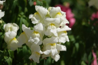 Çiçekler Rotiki Bahçesi çok narin ve güzel.