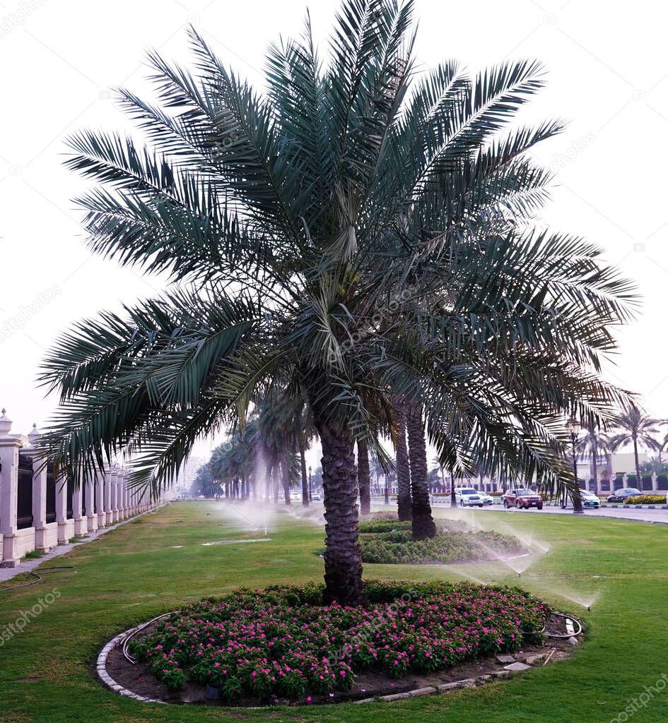 Sharjah, UAE February 21, 2020: landscaping the city with palm alleys along the roads