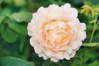 Farklı türlerden gül çiçeği ve türler yakın çekim