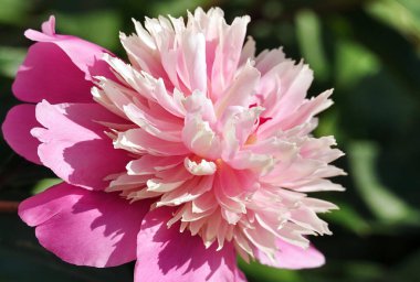 Baharda şakayık Kiev şehrinin parkında büyük bir çiçek açtı.