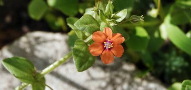 Çiçekler Tam zamanlı renk alanı kapatma