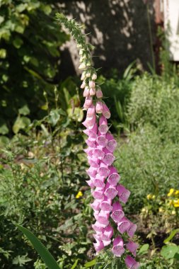 Digitalis çiçekleri bir çiçek tarhında yakın plan