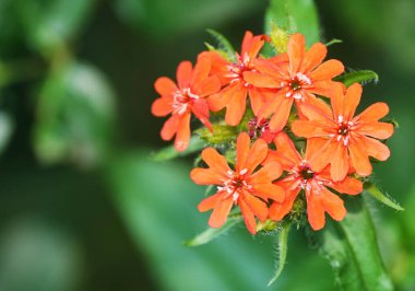 Çiçeklerin Şafağı sıradan bir siren CHALCEDONICA yakın plan güzel ve narin