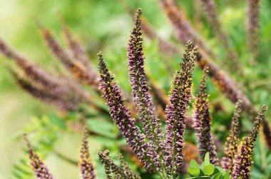 Amfora çalıları ilkbahar ve yaz çiçeklerini açıyor.