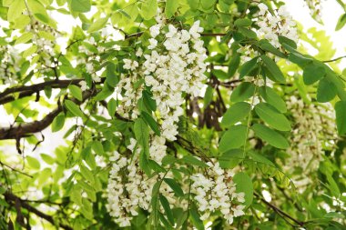 Akasya çiçekleri ilkbaharda ve yazda açar.