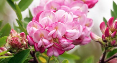 Akasya çiçekleri ilkbaharda ve yazda açar.