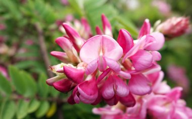 Akasya çiçekleri ilkbaharda ve yazda açar.