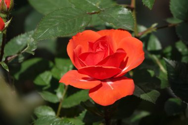 Farklı türlerden ve türlerden güller yakın plan