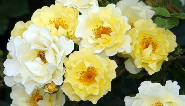 Farklı türlerden ve türlerden güller yakın plan