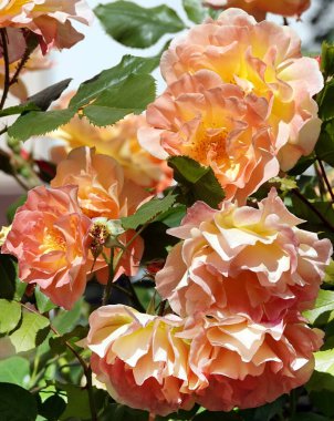 Farklı türlerden ve türlerden güller yakın plan