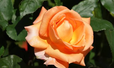 Farklı türlerden ve türlerden güller yakın plan