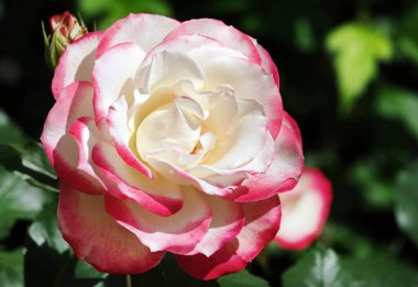 Farklı türlerden ve türlerden güller yakın plan