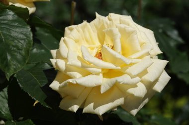 Farklı türlerden ve türlerden güller yakın plan