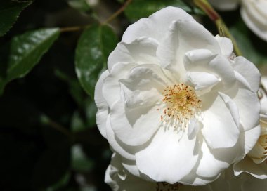 Farklı türlerden ve türlerden güller yakın plan