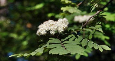Dağ külü çiçekleri - narin beyaz çiçekli bir ağaç
