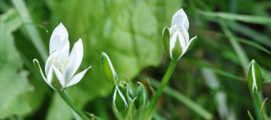 Kiev şehrinin parklarına farklı derecelerde ve renklerde laleler dikildi.
