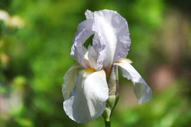 Bahar çiçekleri beyaz zambak ve leylak çiçekleri