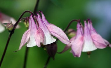Pembe Colombina, pembe yapraklı bir çiçektir..