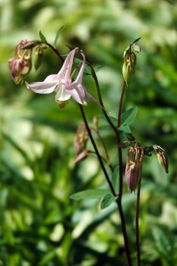 Pembe Colombina, pembe yapraklı bir çiçektir..