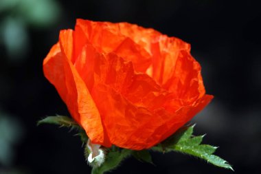 Büyük kırmızı çiçekli bahar çiçekleri.