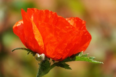 Büyük kırmızı çiçekli bahar çiçekleri.