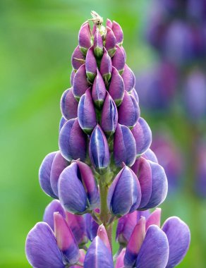 Lupine, leylak ve pembe tomurcuklu bir çiçektir.