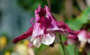 Hanımeli Çiçek, Hanımeli Hanımeli, Hanımeli Hanımeli, Kokulu Hanımeli - narin çiçekli bir çiçek tırmanışı bitkisi
