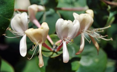 Hanımeli Çiçek, Hanımeli Hanımeli, Hanımeli Hanımeli, Kokulu Hanımeli - narin çiçekli bir çiçek tırmanışı bitkisi