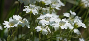 Büyük yıldız (Dikiş otu) beyaz yapraklı bir çiçektir.