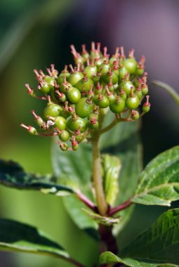 Spirea çalıları baharda büyük küçük çiçek kümeleriyle çiçek açar..
