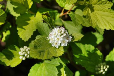 Spirea çalıları baharda büyük küçük çiçek kümeleriyle çiçek açar..